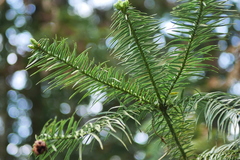 Cunninghamia