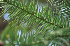 Cunninghamia