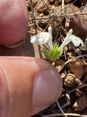 Acanthomintha ilicifolia