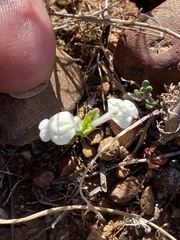 Acanthomintha ilicifolia