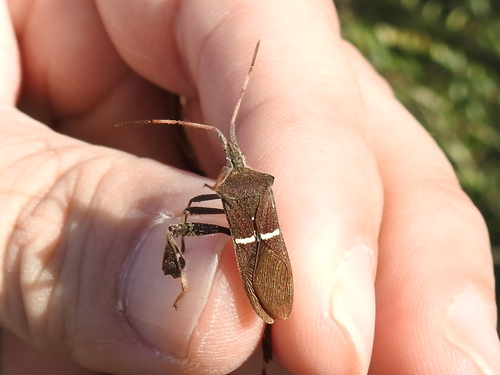 Photo of Eastern Leaf-footed Bug (Leptoglossus phyllopus)