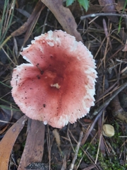 Russula persanguinea