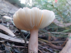Russula persanguinea
