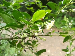 Chiococca pachyphylla