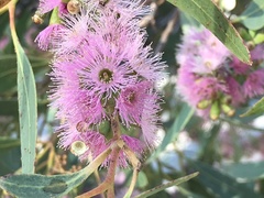 Eucalyptus albopurpurea