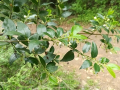 Chiococca pachyphylla