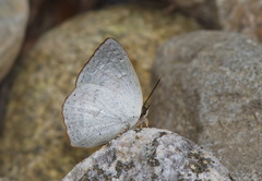 Curetis santana