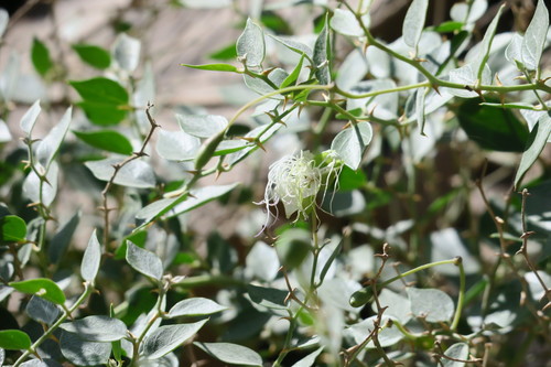 Caper Bush