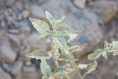 Chrozophora oblongifolia