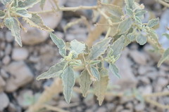 Chrozophora oblongifolia