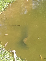 Arapaima