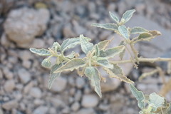 Chrozophora oblongifolia