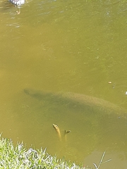 Arapaima