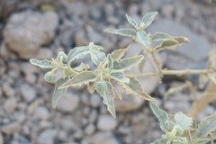 Chrozophora oblongifolia