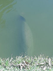 Arapaima