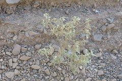 Chrozophora oblongifolia