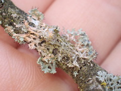 Erythricium aurantiacum