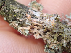 Erythricium aurantiacum