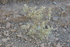 Chrozophora oblongifolia