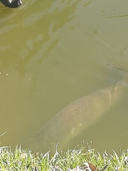 Arapaima