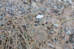 Convolvulus prostratus