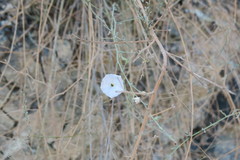 Convolvulus prostratus
