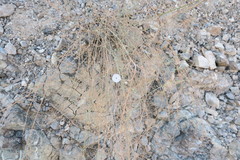 Convolvulus prostratus