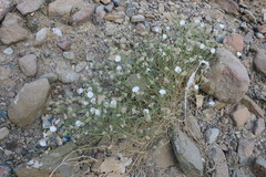 Convolvulus virgatus