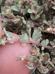 Atriplex pacifica