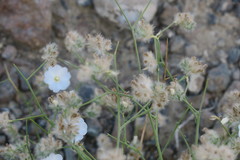 Convolvulus virgatus