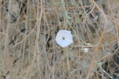 Convolvulus prostratus