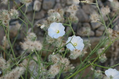 Convolvulus virgatus