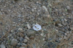 Convolvulus prostratus