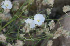 Convolvulus virgatus