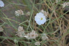 Convolvulus virgatus