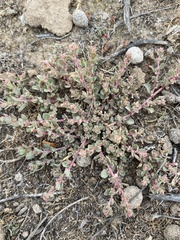 Atriplex pacifica