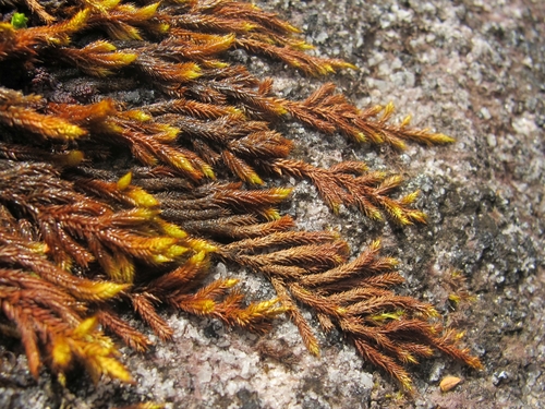 Rhacocarpus purpurascens