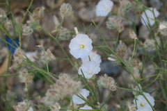 Convolvulus virgatus