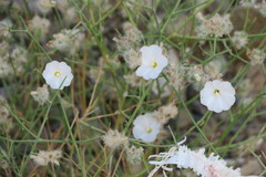 Convolvulus virgatus