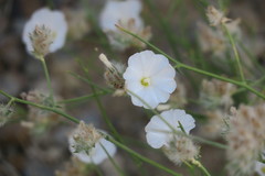 Convolvulus virgatus