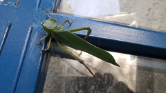 Steirodon dentatum