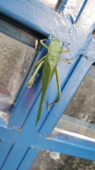 Steirodon dentatum