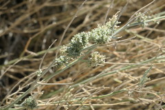 Crotalaria aegyptiaca
