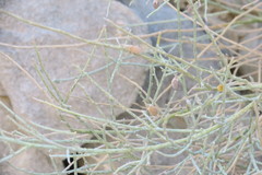 Crotalaria aegyptiaca