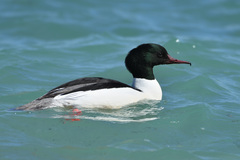 Mergus merganser