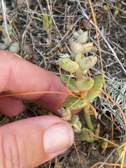 Dudleya blochmaniae blochmaniae