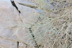Crotalaria aegyptiaca