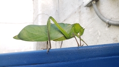 Steirodon dentatum