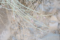 Crotalaria aegyptiaca