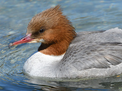 Mergus merganser